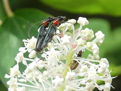 Callimus ruficollis