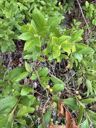 black huckleberry