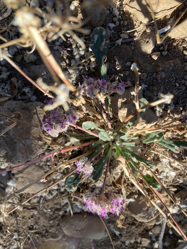 iNaturalist observation photo of Pussypaw Family