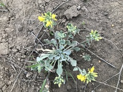 Physaria vitulifera