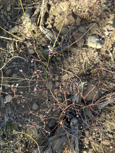 iNaturalist observation photo of Spurry Buckwheat