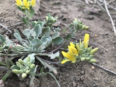 Physaria vitulifera