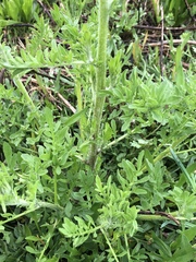 Centaurea stoebe australis