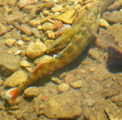 Etheostoma artesiae