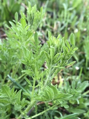 Centaurea stoebe australis