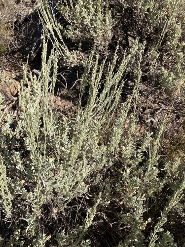 iNaturalist observation photo of wormwoods and sagebrushes