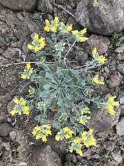 Physaria vitulifera