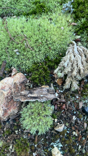 Dicranum condensatum observed 2026-07-22