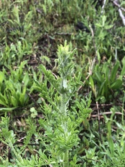 Centaurea stoebe australis