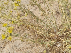 Haplophyllum tuberculatum