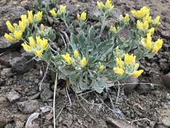 Physaria vitulifera