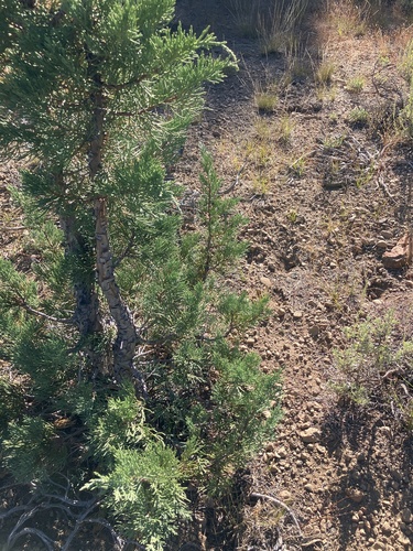iNaturalist observation photo of junipers
