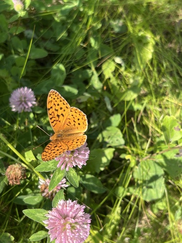 Aphrodite Fritillary