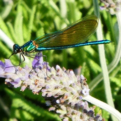 Calopteryx xanthostoma
