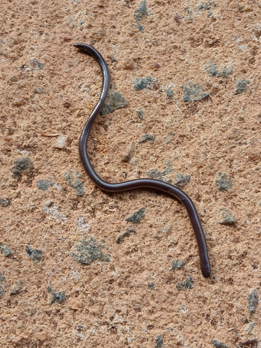 Photo of a Espiritú Santo Blind Snake (Trilepida salgueiroi)