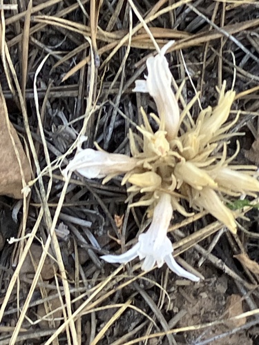 iNaturalist observation photo of California Broomrape