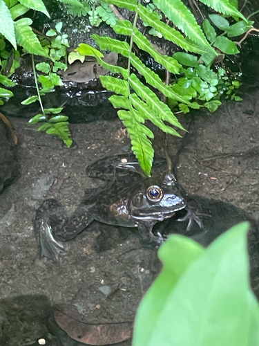 Lithobates catesbeianus observed 2026-07-30