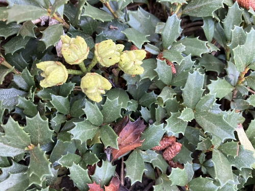 iNaturalist observation photo of Mahala mat