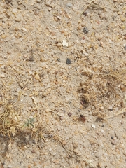 Cataglyphis adenensis