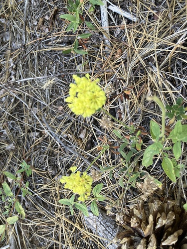 iNaturalist observation photo of sulfur buckwheat
