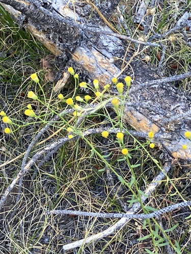 iNaturalist observation photo of Brewer's aster