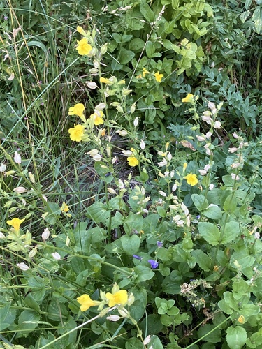 iNaturalist observation photo of seep monkeyflower