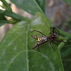 Micrathena coca