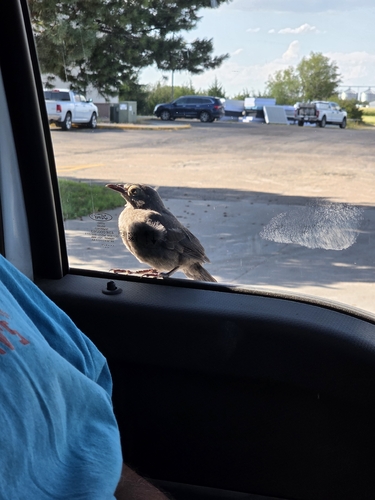 Common Grackle