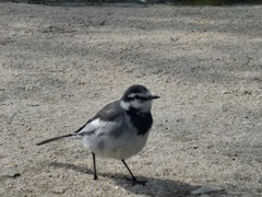 Motacilla alba