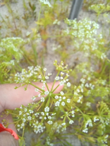 Ptilimnium capillaceum observed 2026-07-30