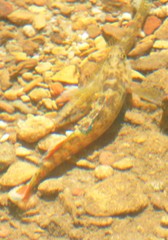 Etheostoma artesiae