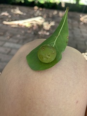 Amphibolips quercusracemaria