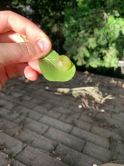 Amphibolips quercusracemaria