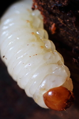 Dendroctonus rufipennis
