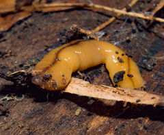 Bipalium adventitium