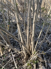 Magnoliopsida