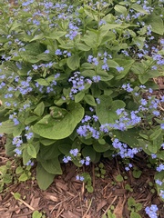 Brunnera