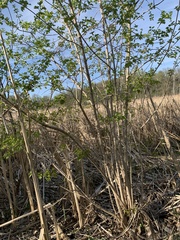 Magnoliopsida