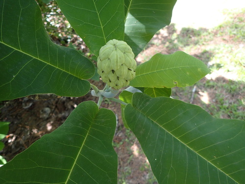Image of Magnolia ashei by (c) mfeaver, some rights reserved (CC BY)