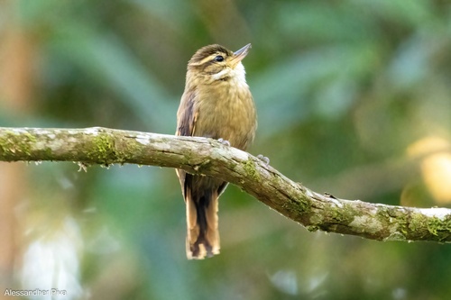 Atlantic Plain Xenops (Xenops minutus), photo 7