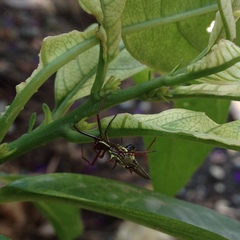 Micrathena coca