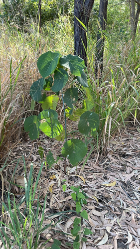 Elephant's Ear