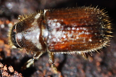 Dendroctonus rufipennis