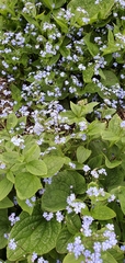 Brunnera