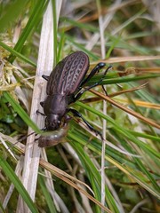 Carabus maeander