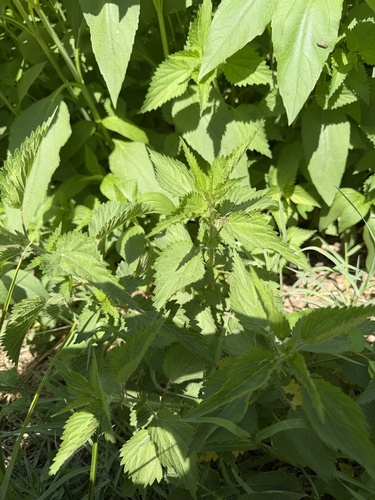 great stinging nettle