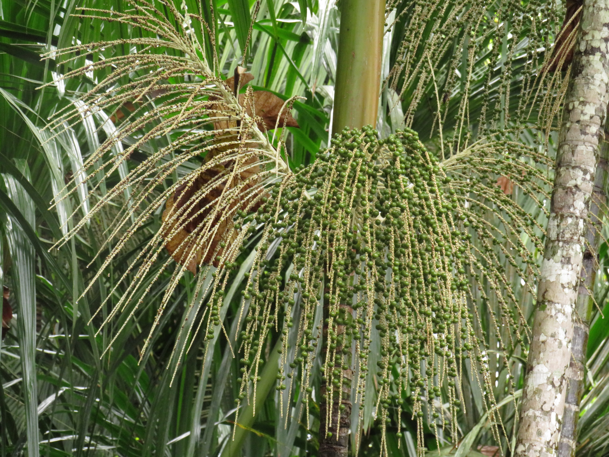【熱帯植物】アサイーパーム アサイーパーム(Euterpe oleracea)苗 販売店