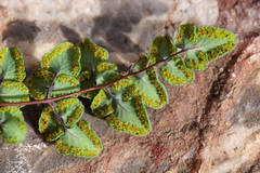 Argyrochosma jonesii