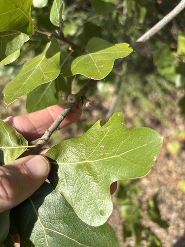 Featured image for “blackjack oak”