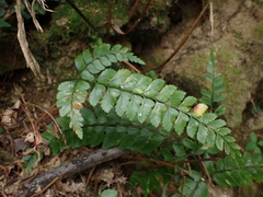 Polystichum hancockii
